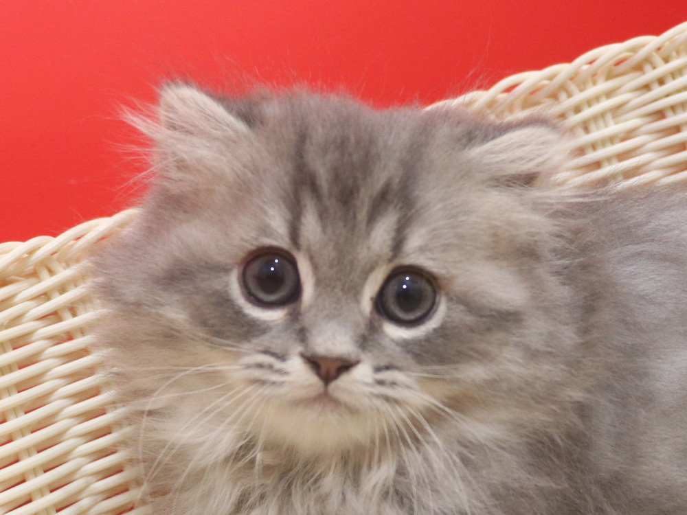 ミヌエットの子猫