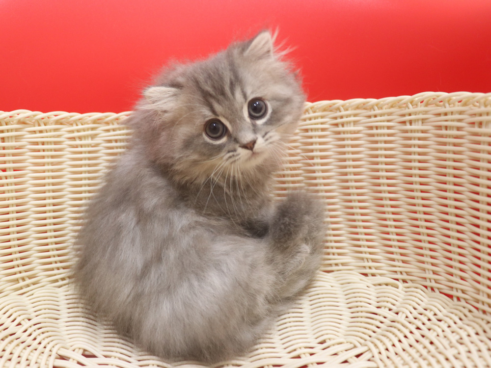 ミヌエットの子猫