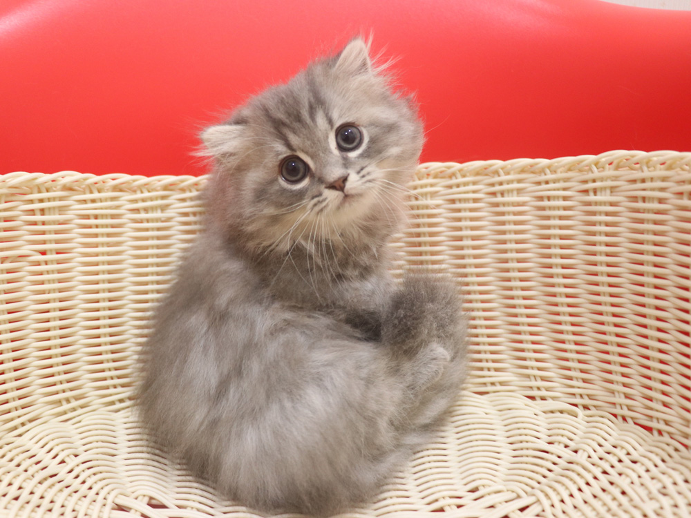 ミヌエットの子猫