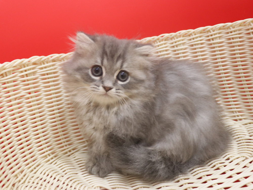 ミヌエットの子猫