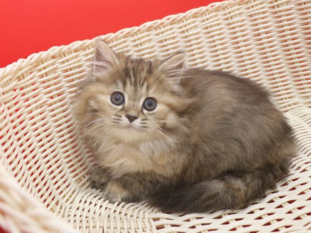 ミヌエットの子猫