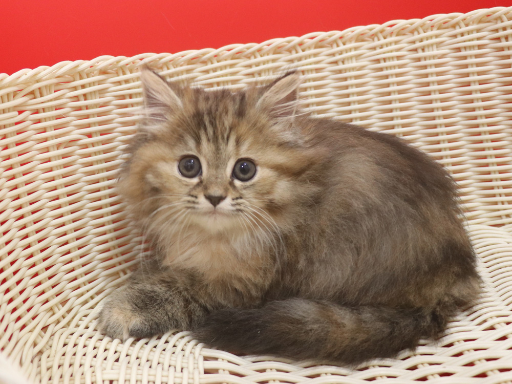 ミヌエットの子猫