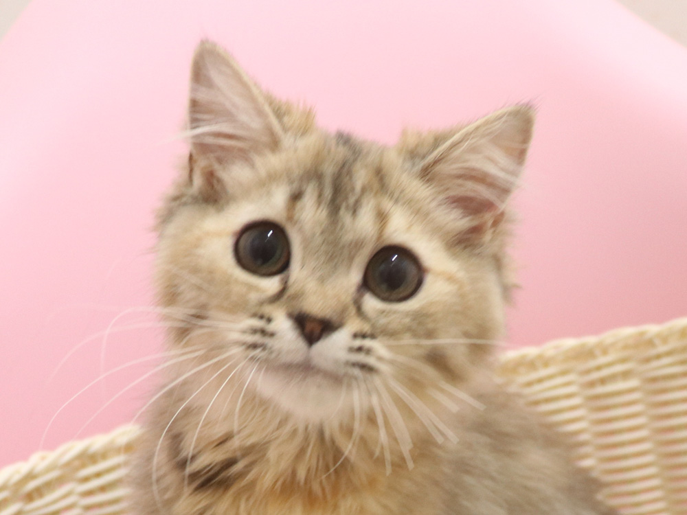 ミヌエットの子猫