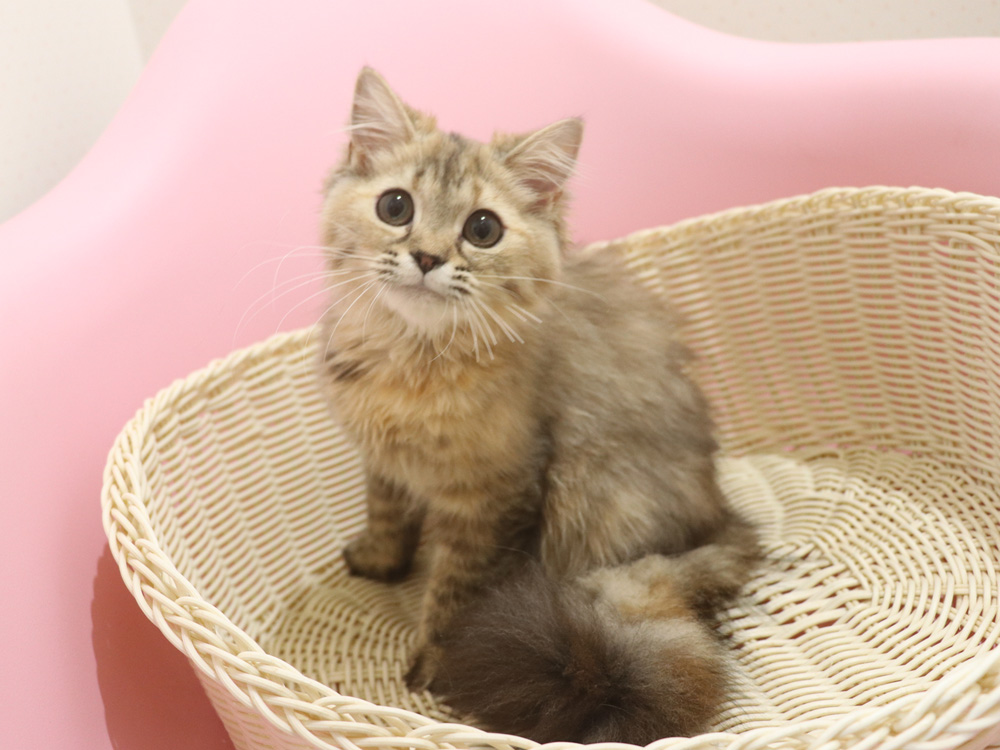 ミヌエットの子猫