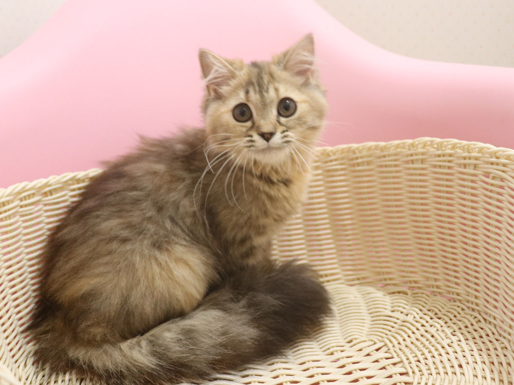 ミヌエットの子猫