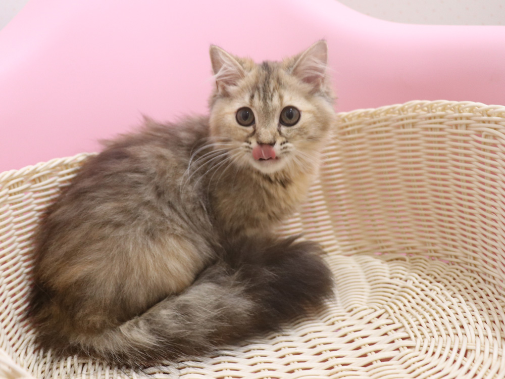 ミヌエットの子猫