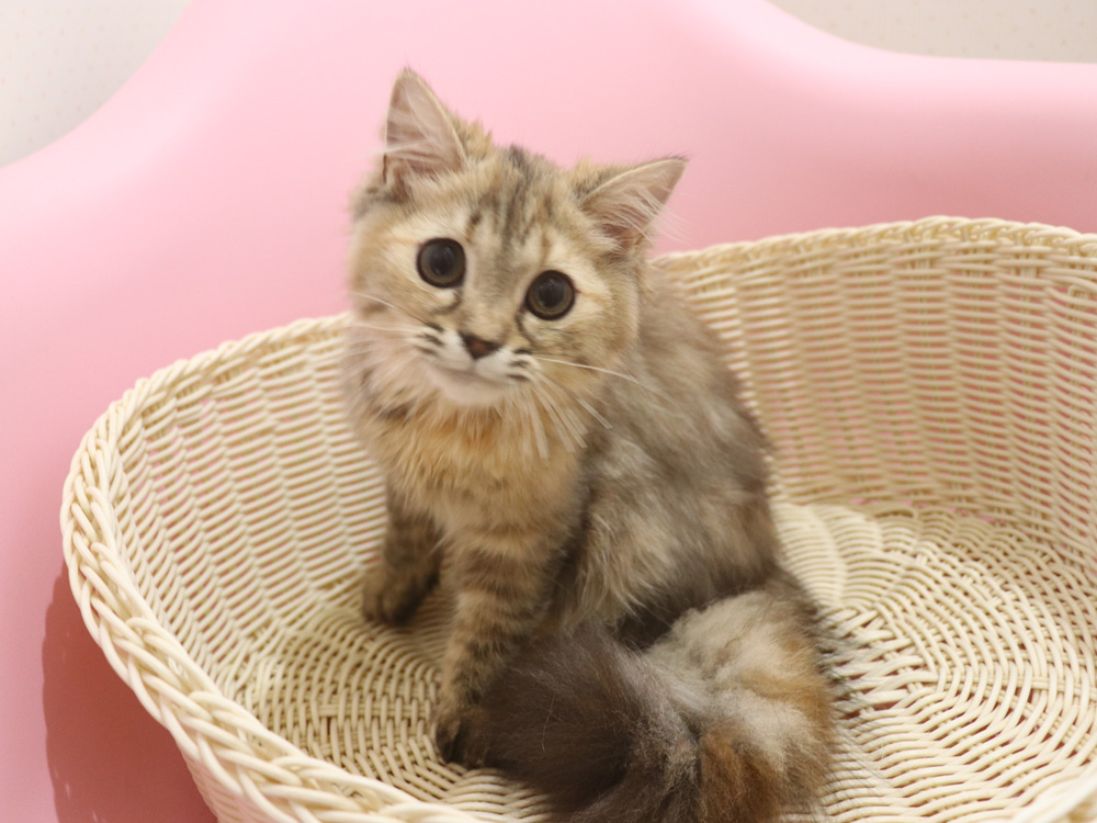 ミヌエットの子猫