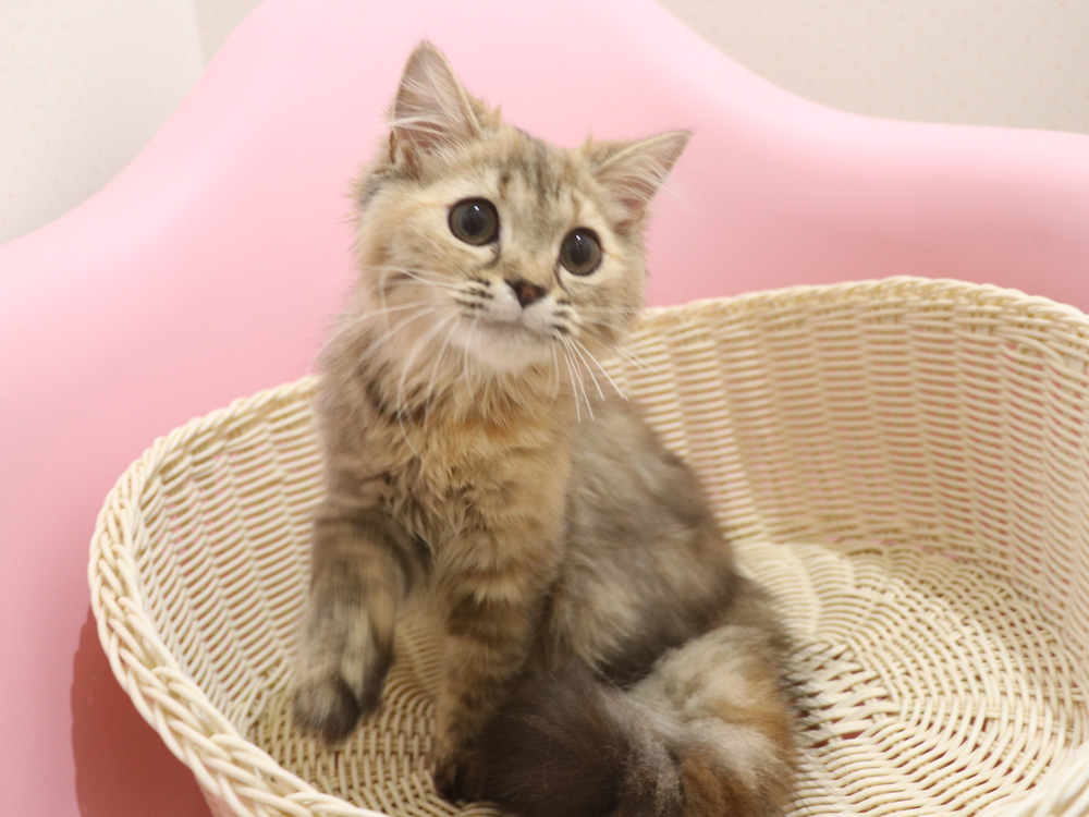ミヌエットの子猫