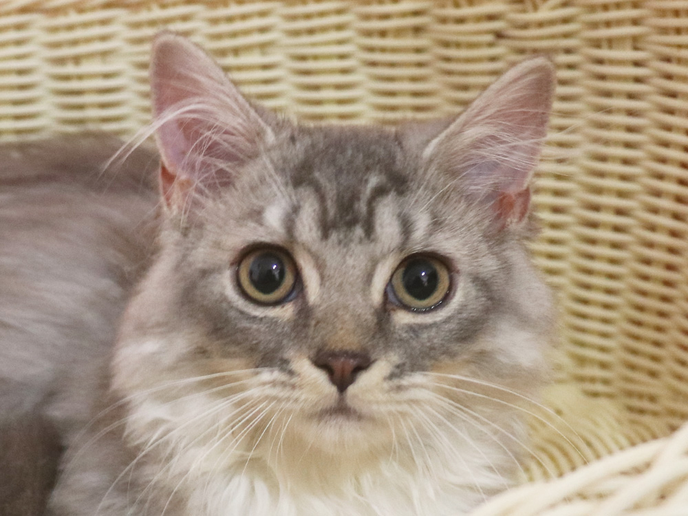 ミヌエットの子猫