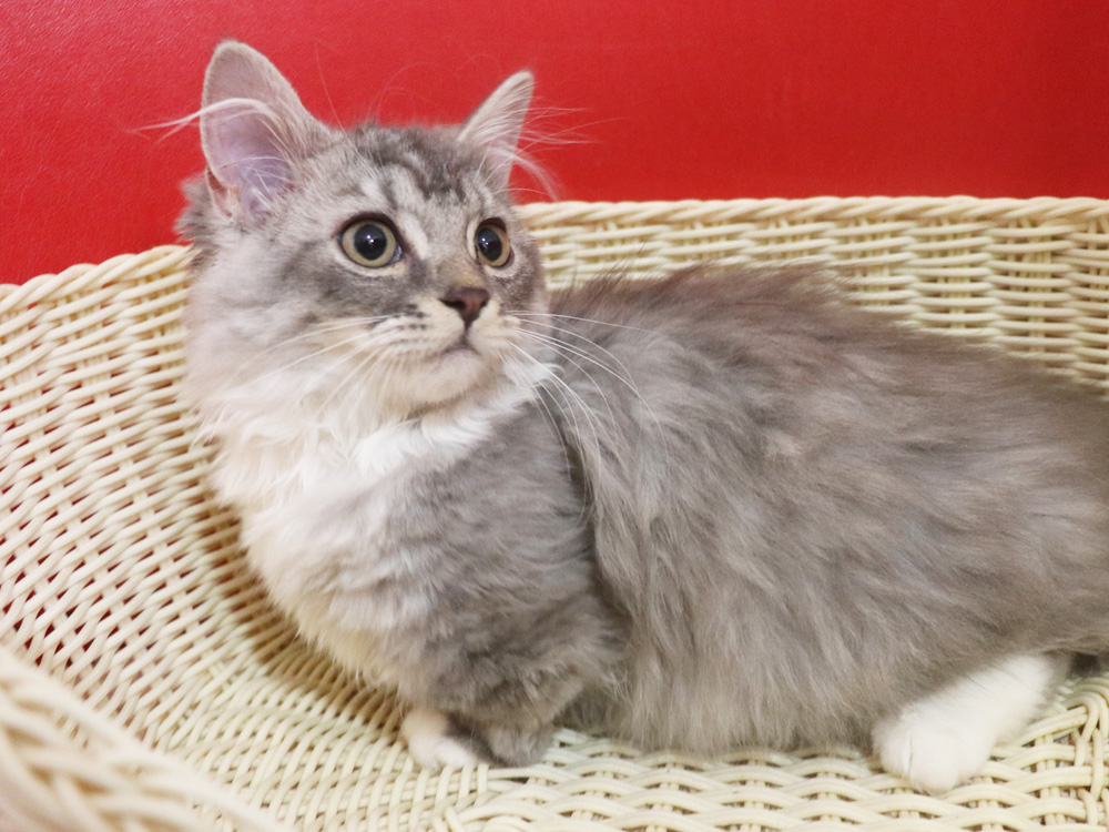 ミヌエットの子猫