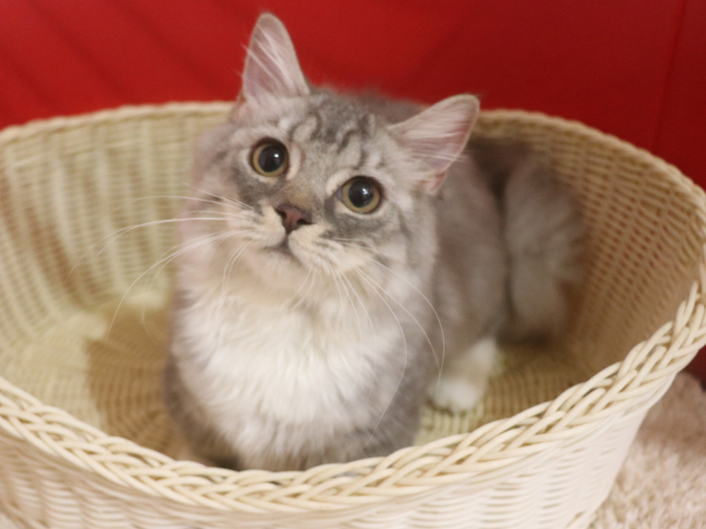ミヌエットの子猫