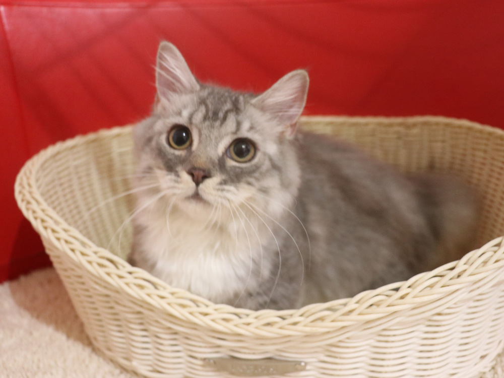 ミヌエットの子猫