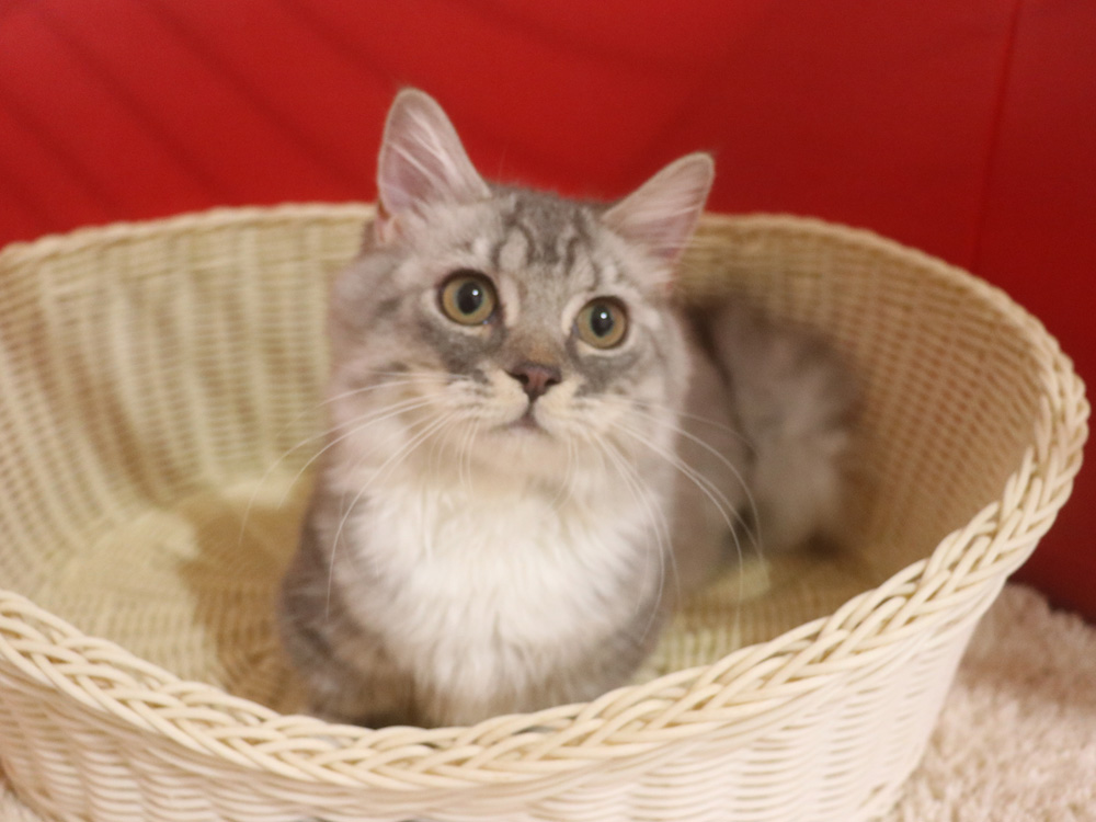 ミヌエットの子猫