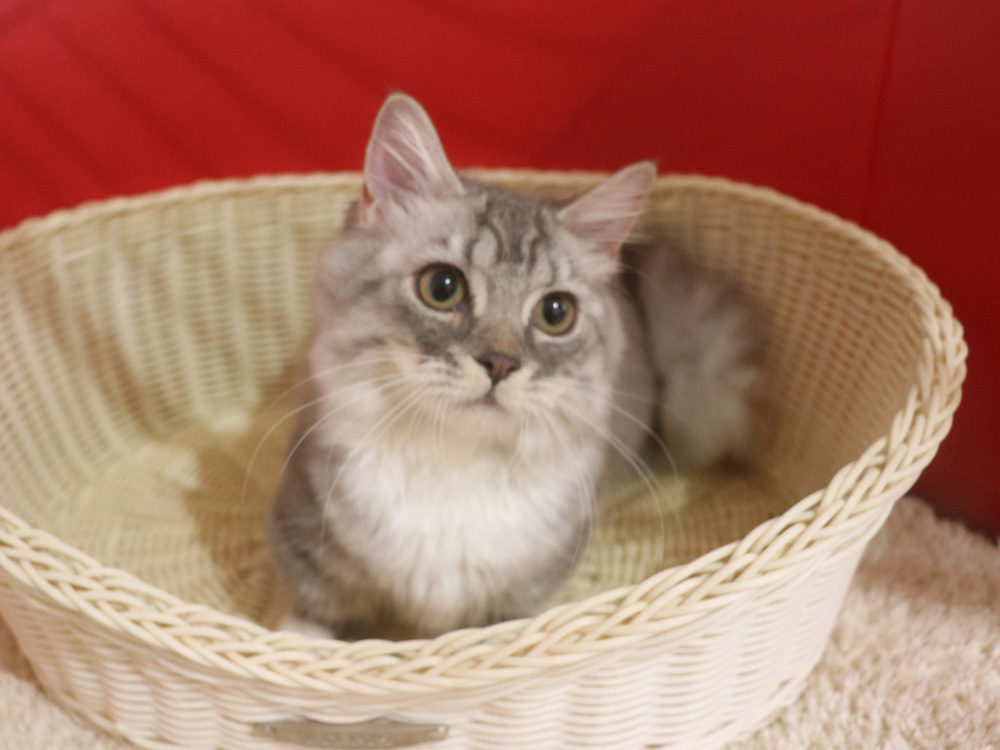 ミヌエットの子猫
