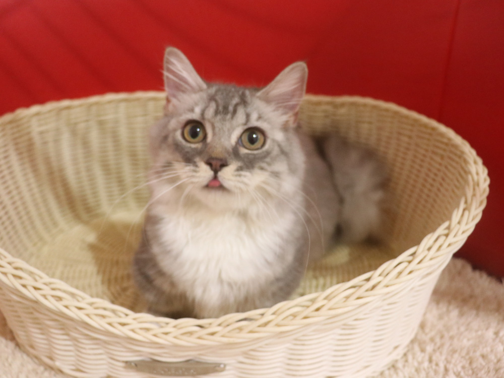 ミヌエットの子猫