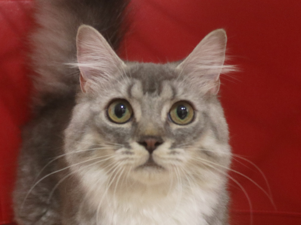 ミヌエットの子猫