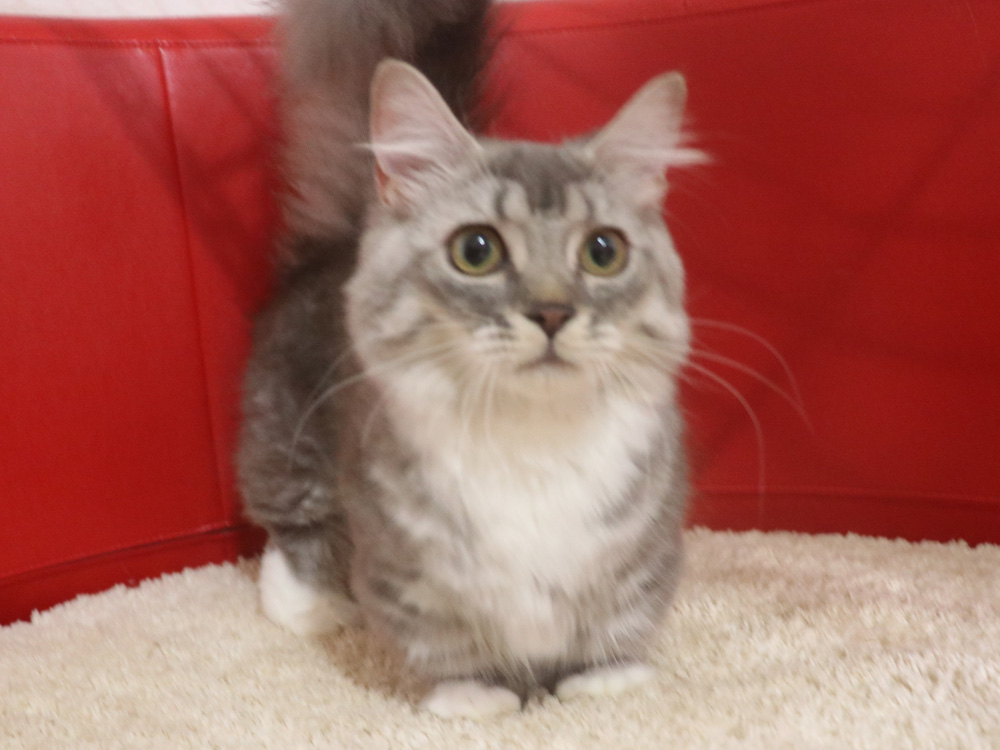 ミヌエットの子猫