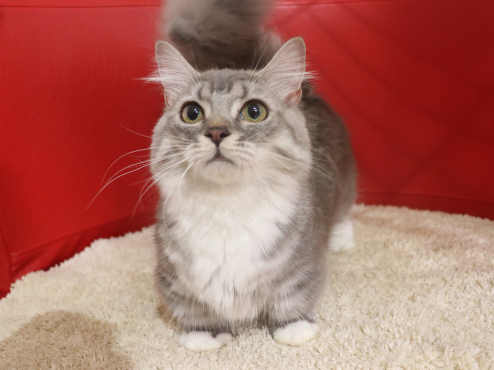 ミヌエットの子猫