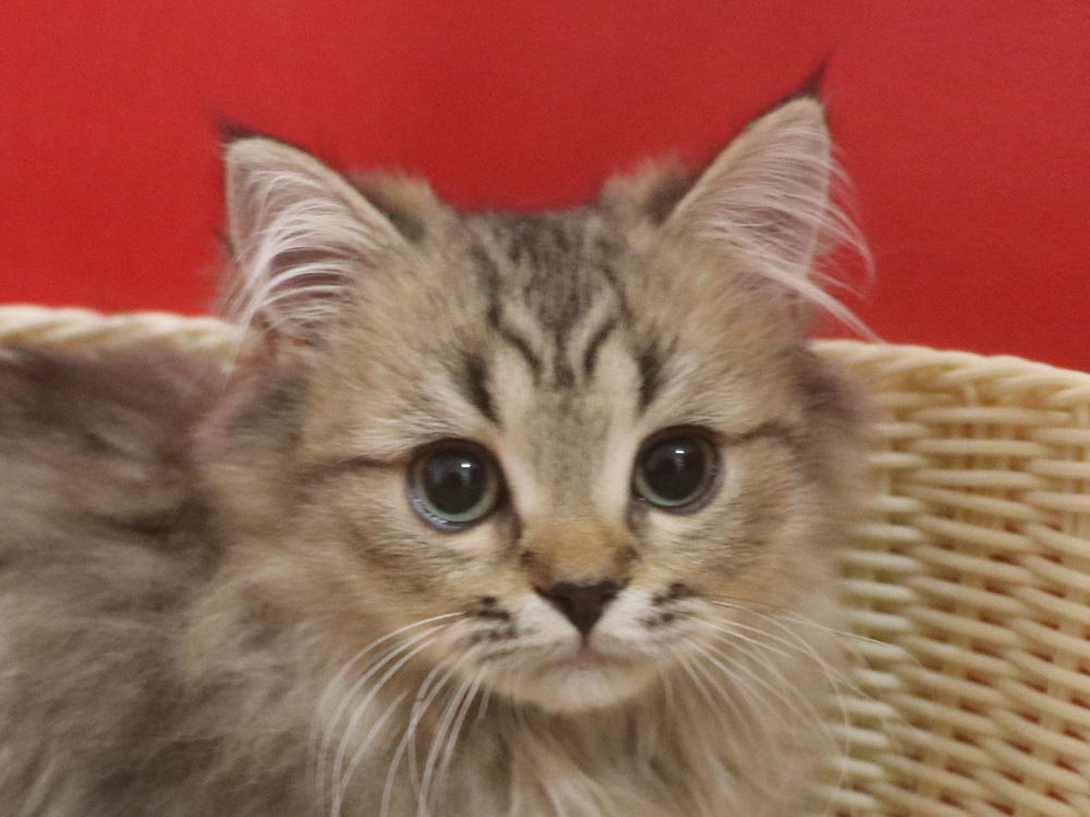 ミヌエットの子猫