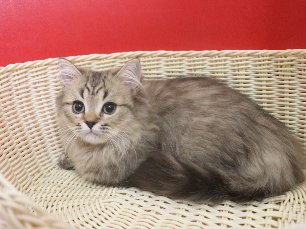 ミヌエットの子猫