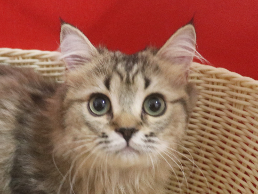 ミヌエットの子猫