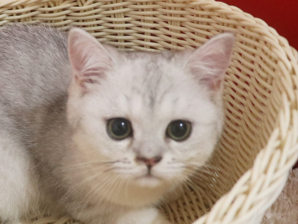 ミヌエットの子猫
