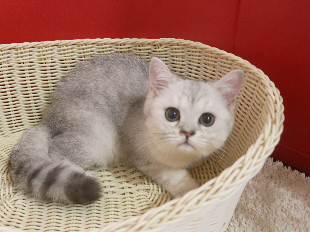 ミヌエットの子猫