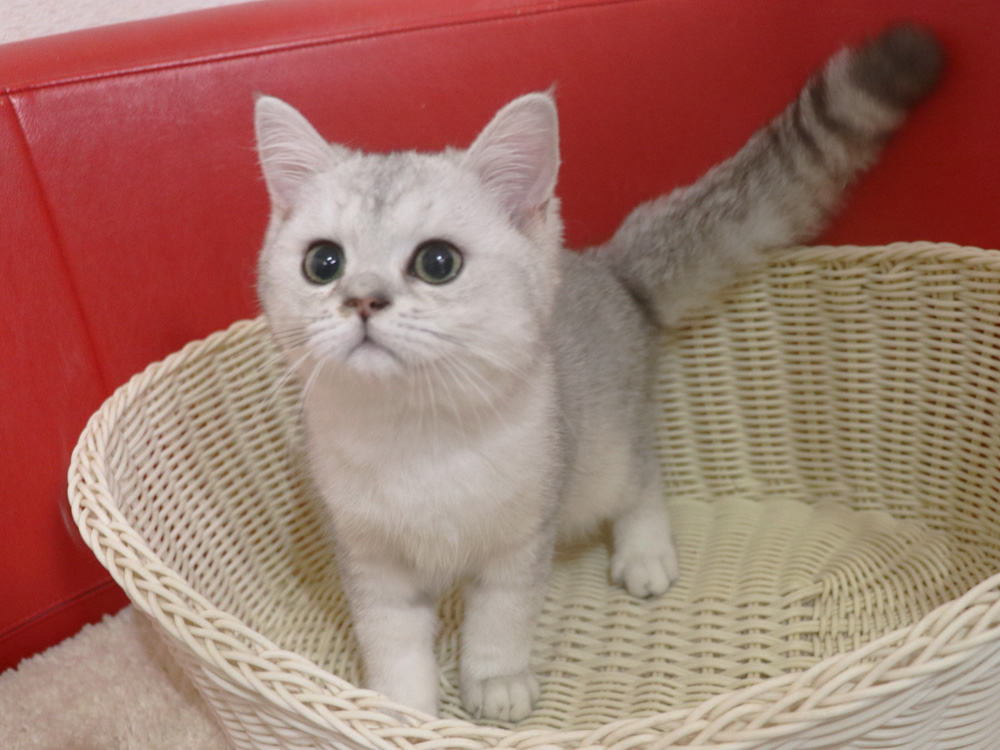 ミヌエットの子猫
