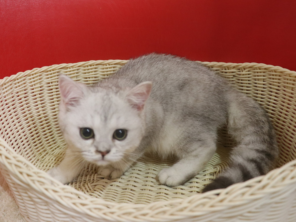 ミヌエットの子猫