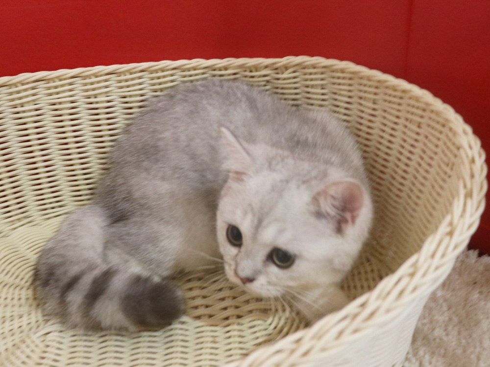 ミヌエットの子猫
