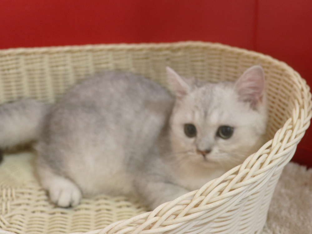 ミヌエットの子猫
