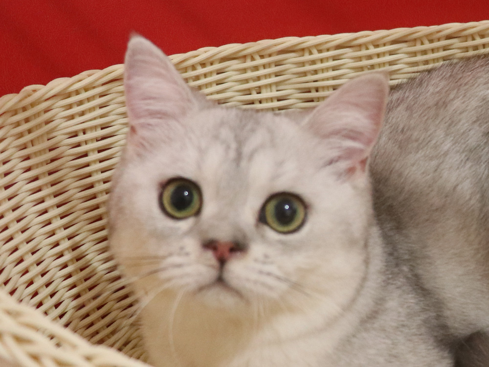 ミヌエットの子猫