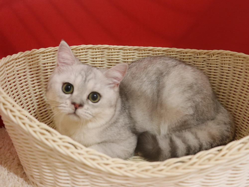 ミヌエットの子猫