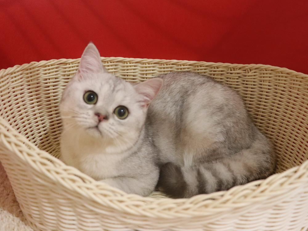 ミヌエットの子猫