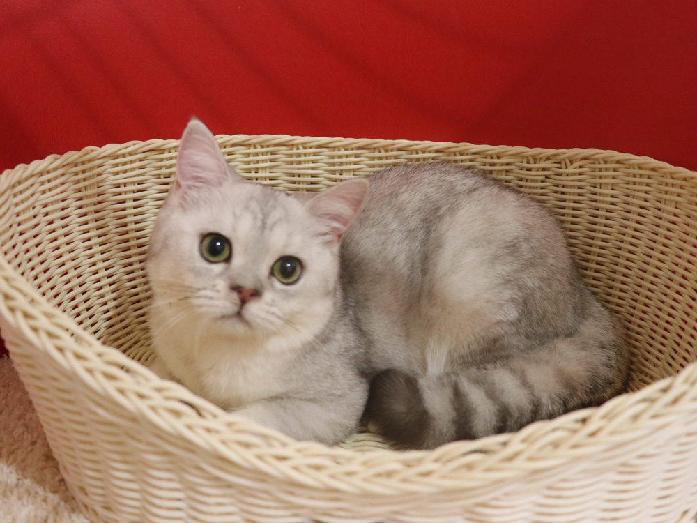 ミヌエットの子猫