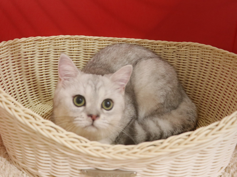 ミヌエットの子猫