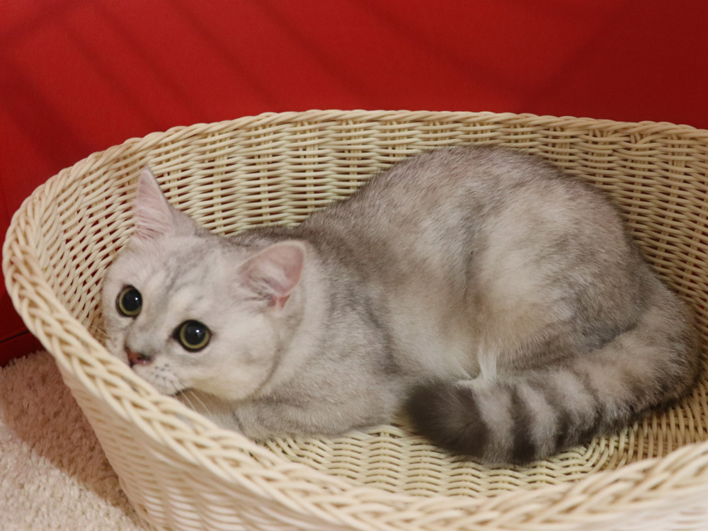 ミヌエットの子猫