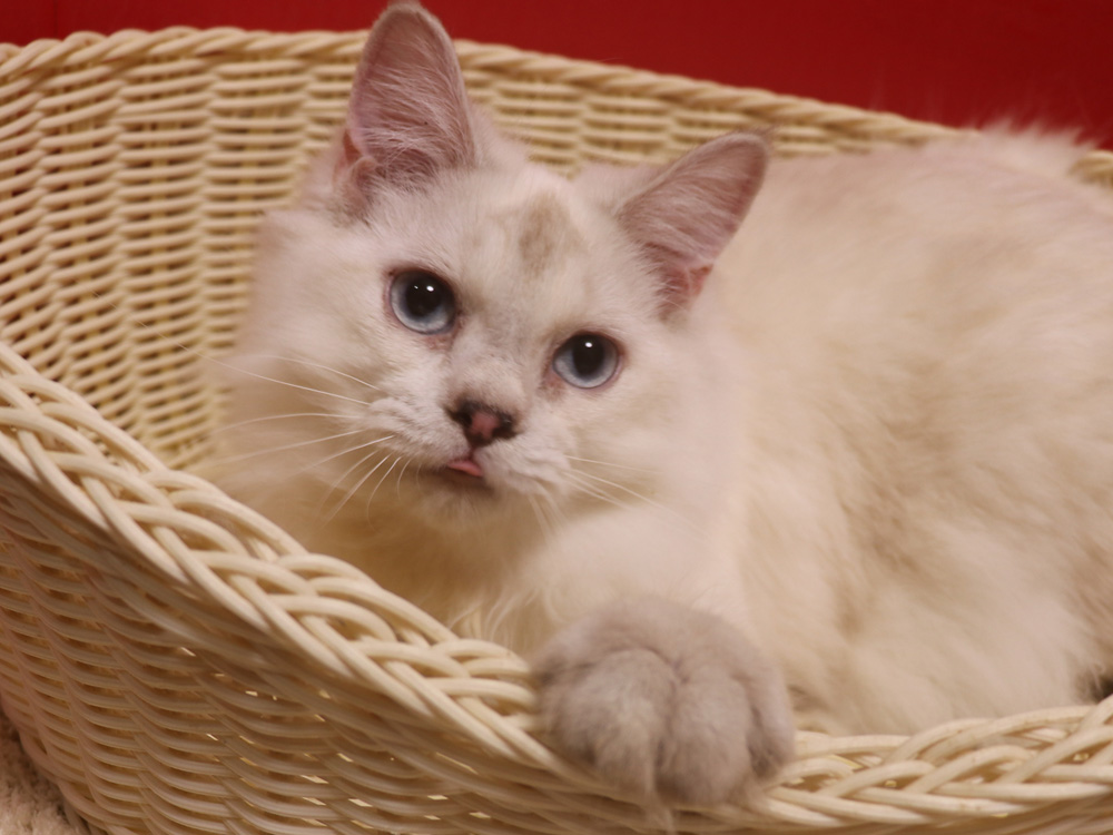 ミヌエットの子猫