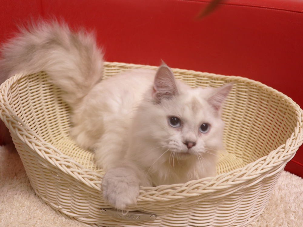 ミヌエットの子猫