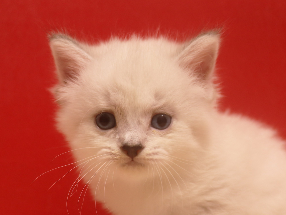 ミヌエットの子猫