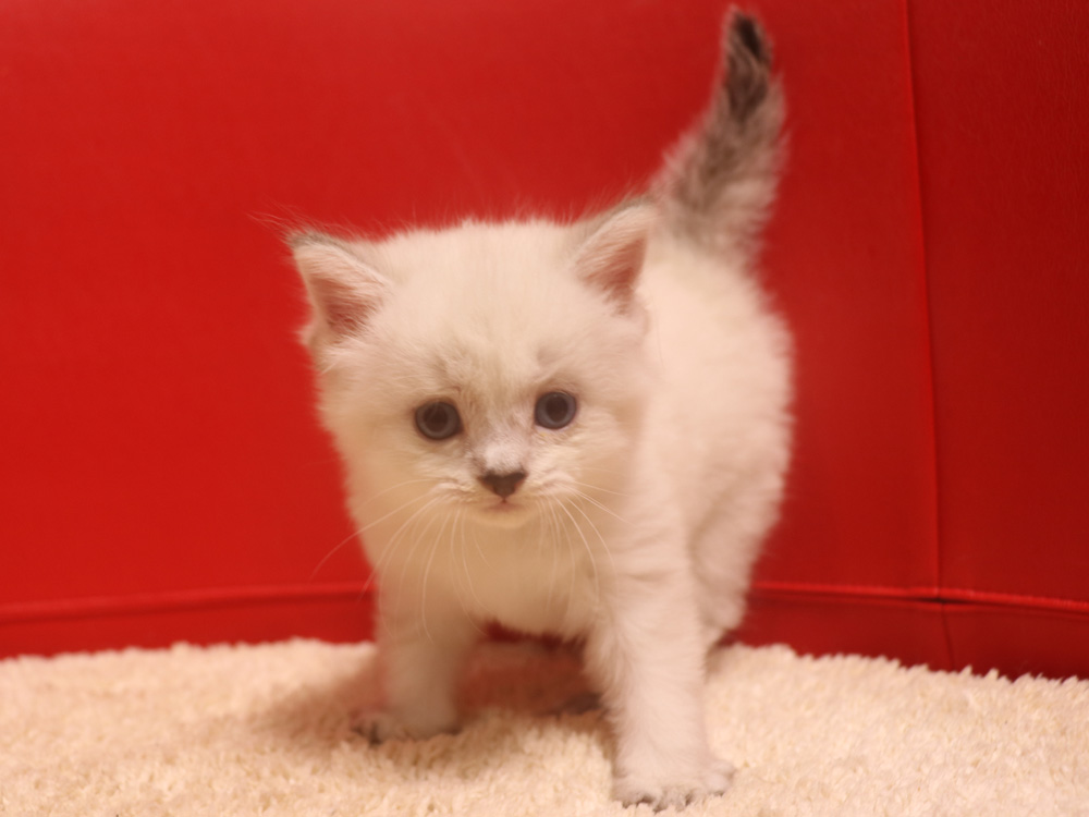 ミヌエットの子猫