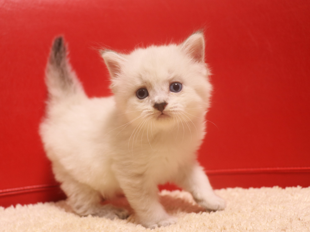ミヌエットの子猫