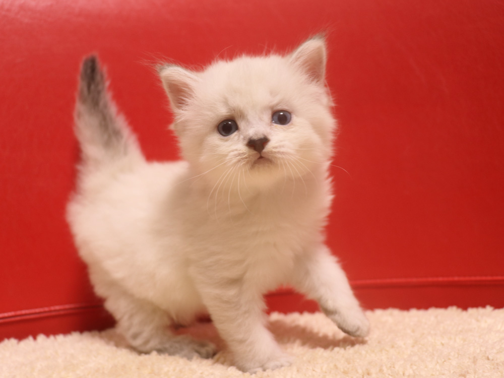 ミヌエットの子猫