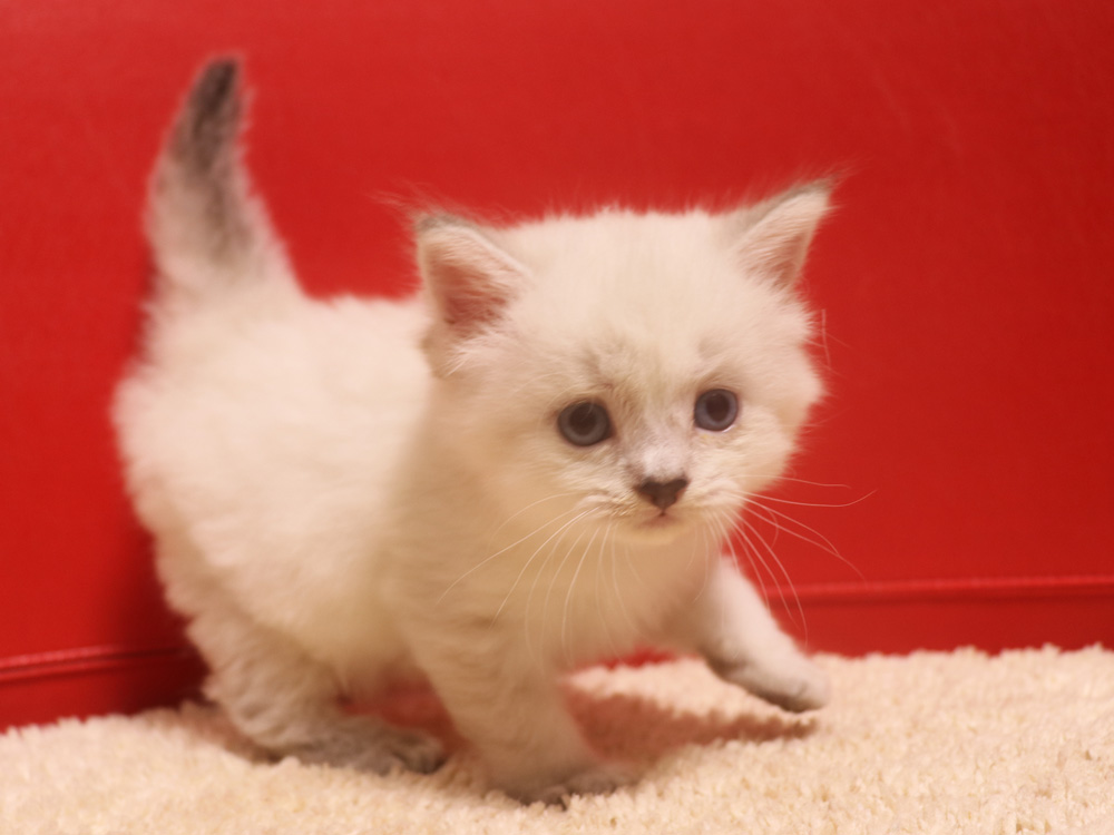 ミヌエットの子猫