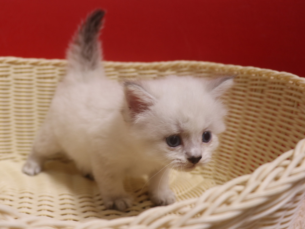 ミヌエットの子猫