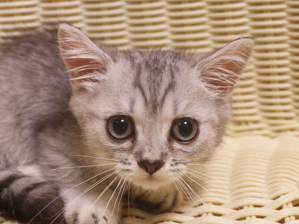 ミヌエットの子猫