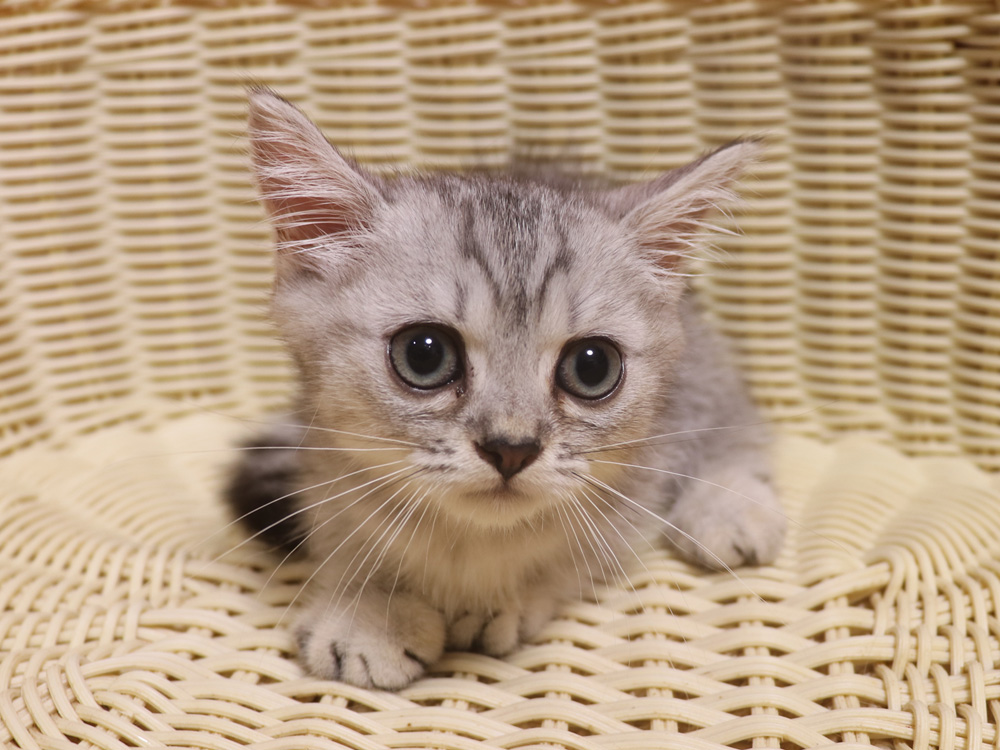 ミヌエットの子猫