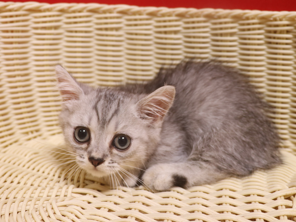 ミヌエットの子猫