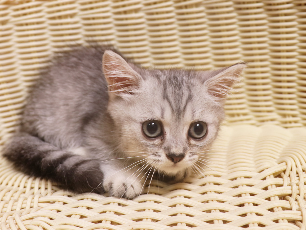 ミヌエットの子猫