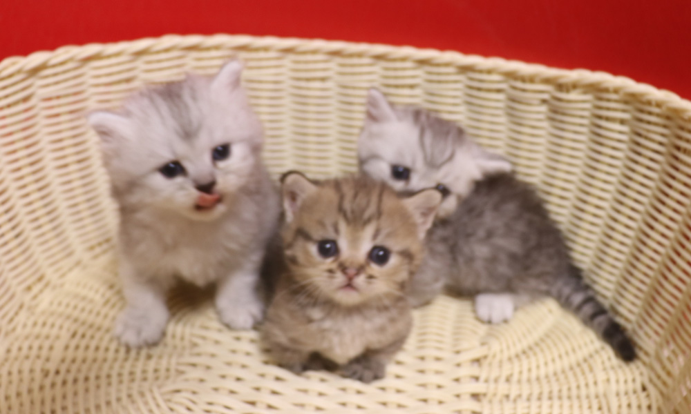 ミヌエットの子猫